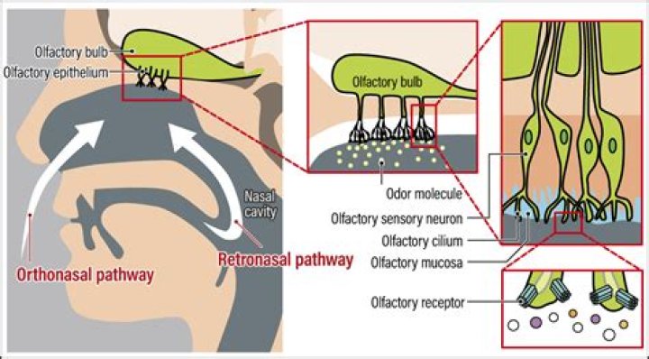 A Journey Of Olfactory Delights