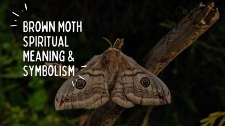 Brown Moth in the House Meaning: Unlocking the Symbolism and Spiritual Messages