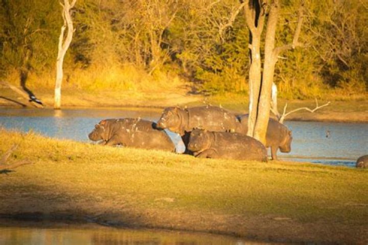 Denise Ramsey's Age: Unlocking Insights And Discoveries!