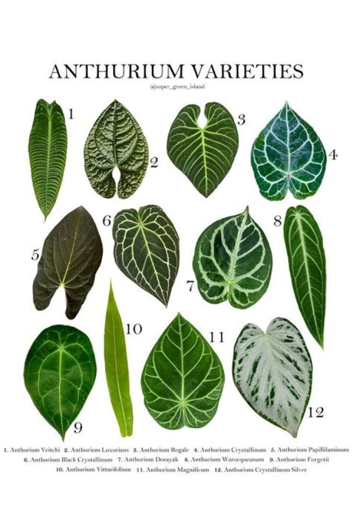 Discover the Allure of Emma Anthurium: A Comprehensive Guide