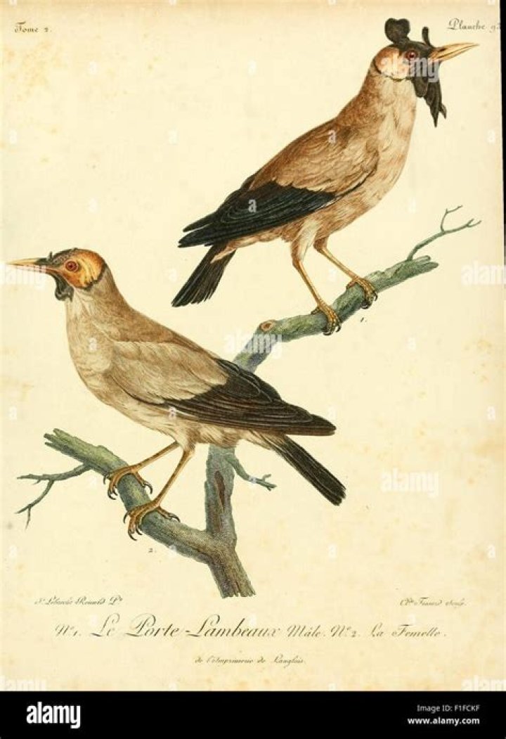 Discoveries And Insights Into African Ornithology