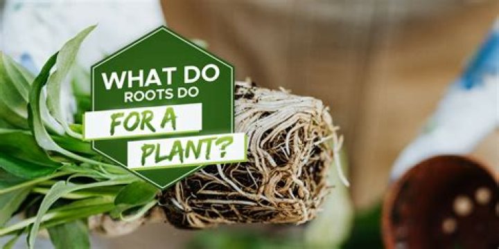 Discovering Kai Cenat's Roots: Where Was He Raised?