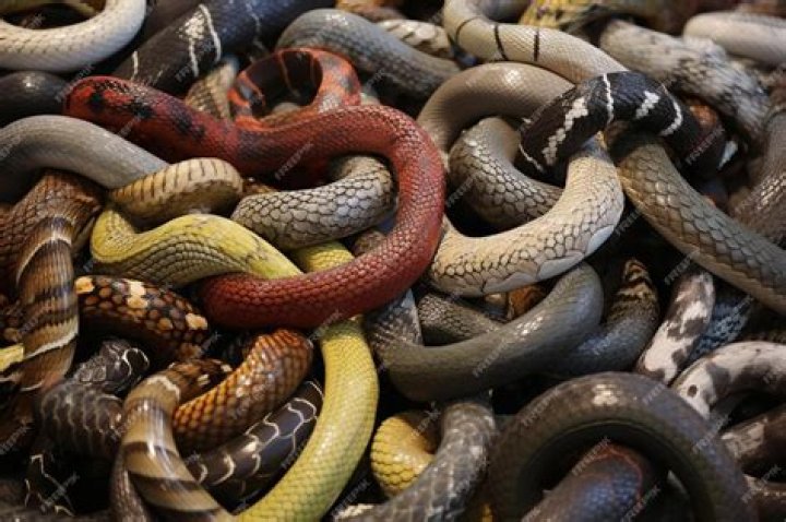 Discovering The Secrets Of A "Pile Of Snakes"