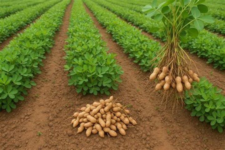 Essential Guide: Laminated Yam Cultivation Tips And Benefits Per Week