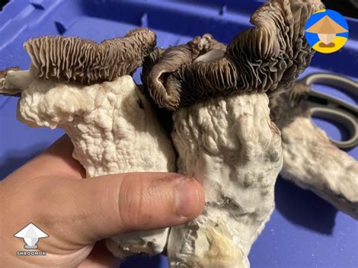 Exploring The Enigmatic "Cara Maria Naked"