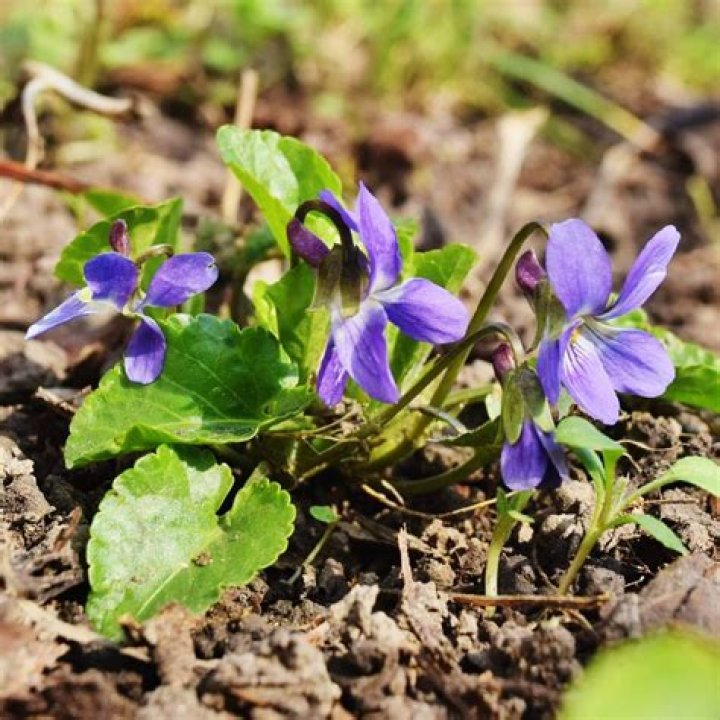 Exploring the Fascinating Journey of Maylee Reid