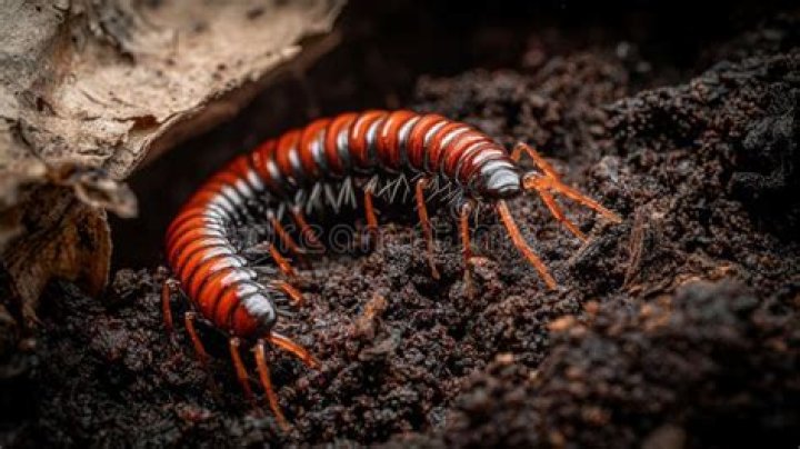 Exploring The Fascinating Life Of Елайн Метерз