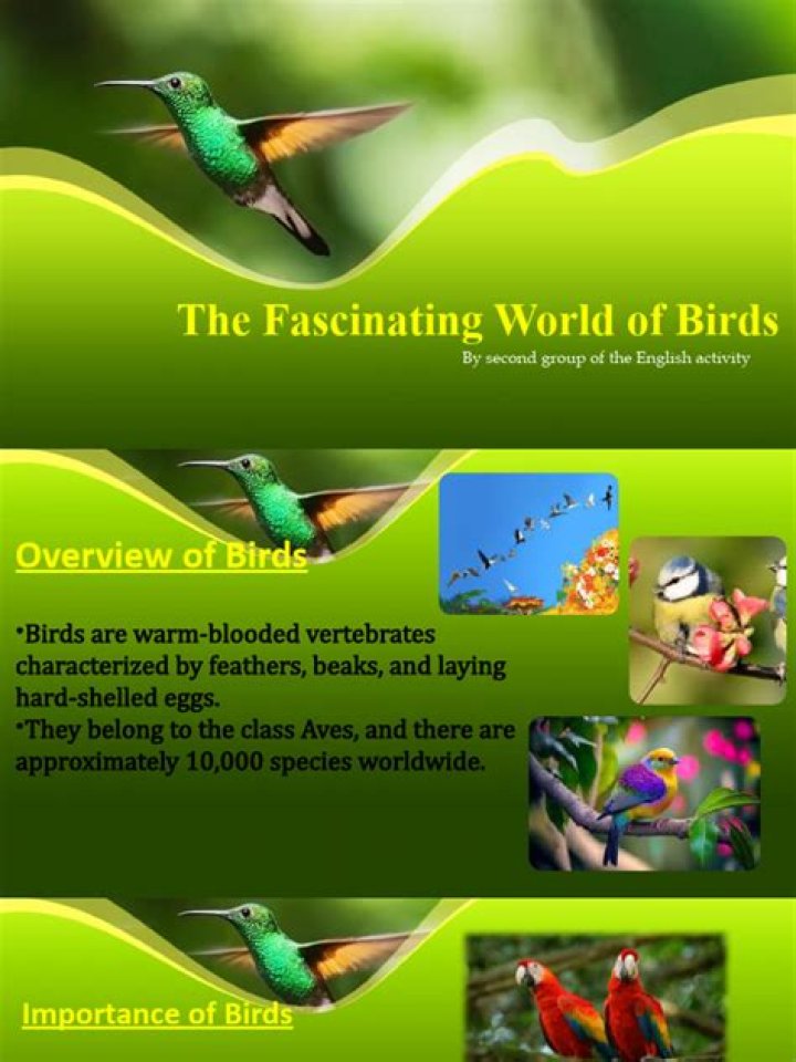 Exploring The Fascinating World Of Ovierulz