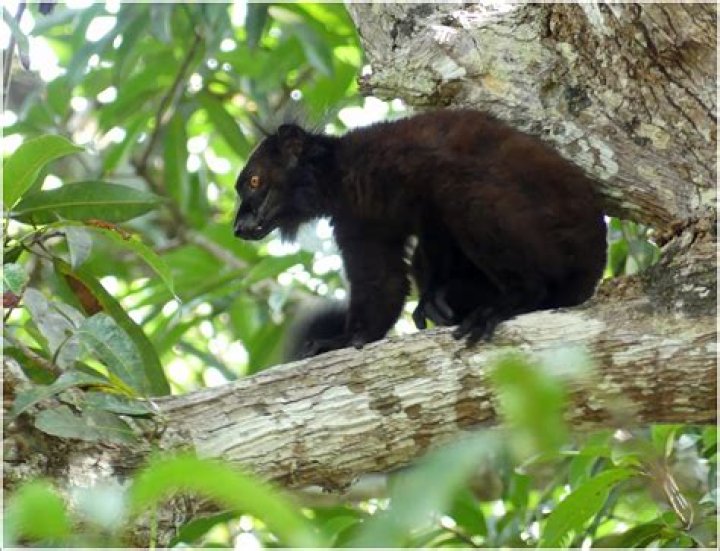 Exploring The Unique World Of Tuki.Brando