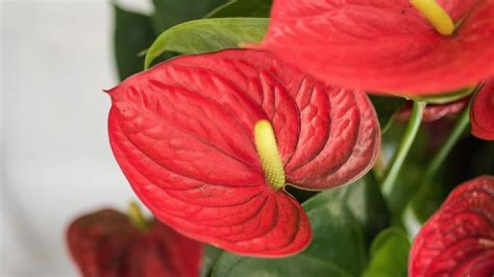 Exploring the World of Emma Anthurium Movies: A Comprehensive Guide