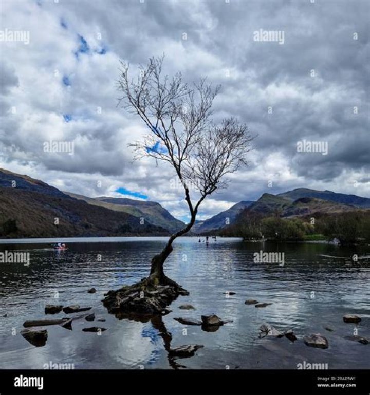 Resilience, Solitude, And The Grip Of Nature