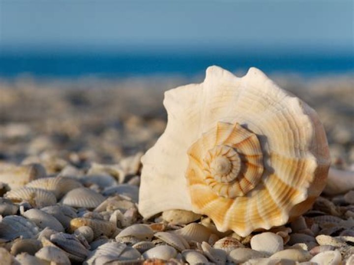 Seashells From Hawaii: What You Need To Know Before You Collect