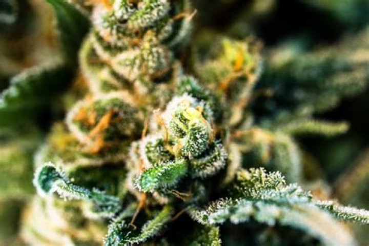 The Baiju Caste: A Comprehensive Guide To Origin, History, And Culture