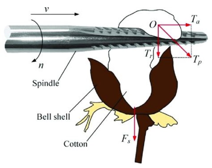 The Enigma Of The Spindle Apparatus