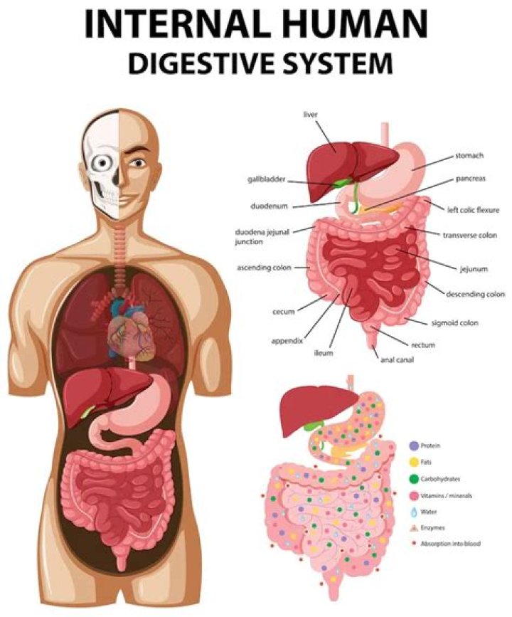 The Extraordinary Digestive System Of Tarrare: A Medical Marvel