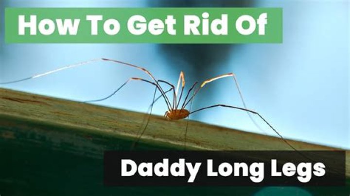 The True Nature Of Daddy Long Legs Revealed