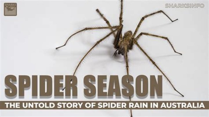 Unbelievable Spider Behavior: Watch The Amazing Sophia Rain Spider In Action!