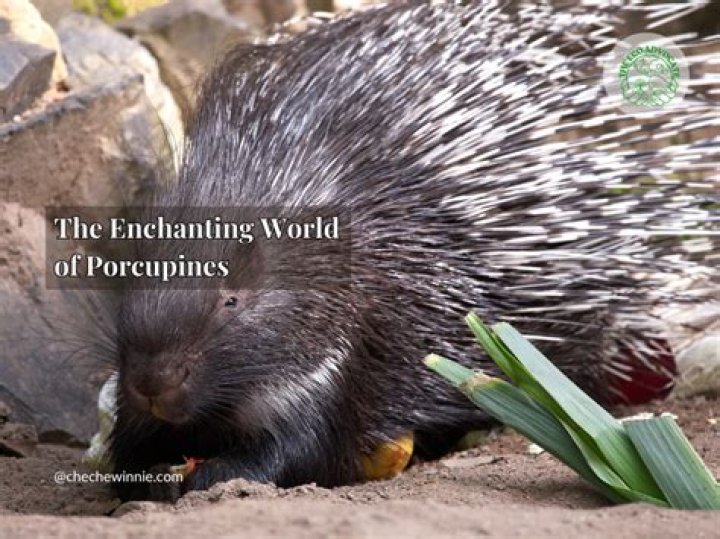 Uncover The Enchanting World Of Henry Morley Sands