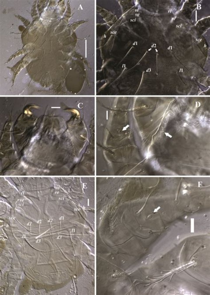 Uncover The Revealing World Of Cheyletiella Mite Bites