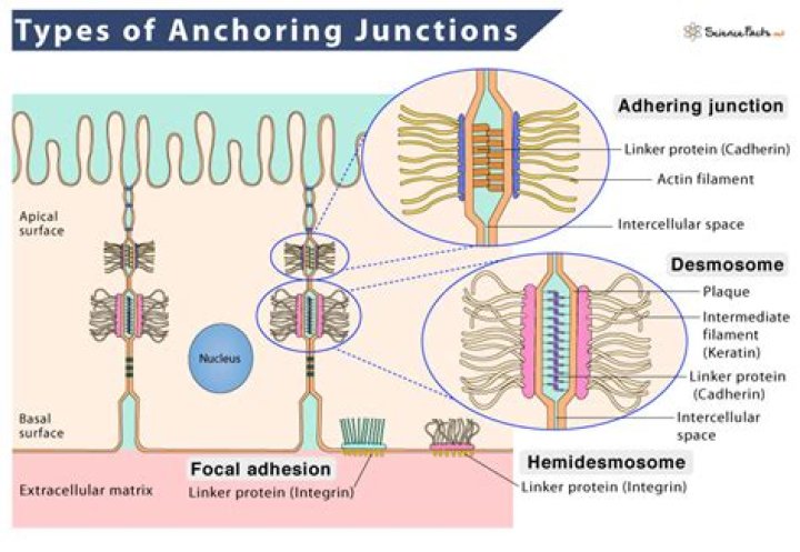 Uncovering The Forces Behind Chromatid Movement And Anchoring