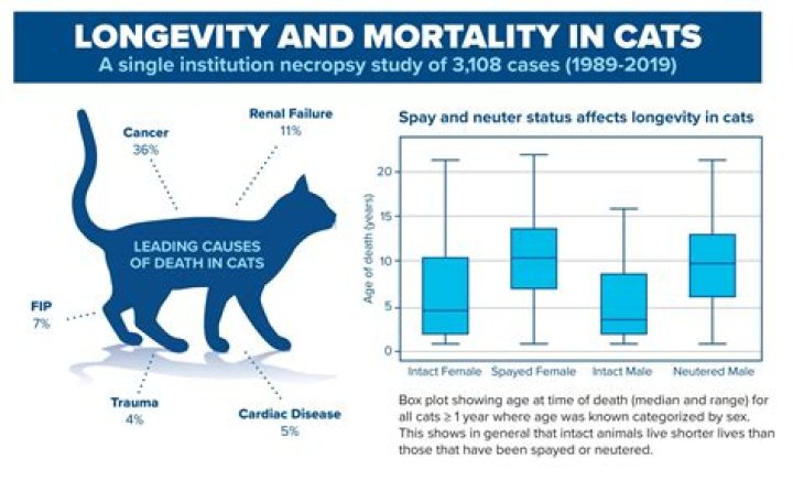 Understanding Tails Age: A Deep Dive Into Feline Longevity