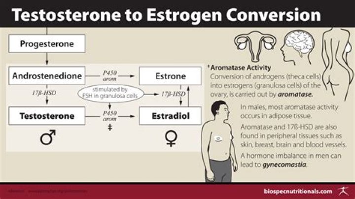 Understanding The Role Of Testosterone In Britney Griner's Case