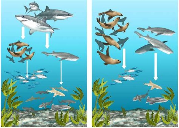 Unraveling The Mystery: What Is Wrong With Rudi Claase?