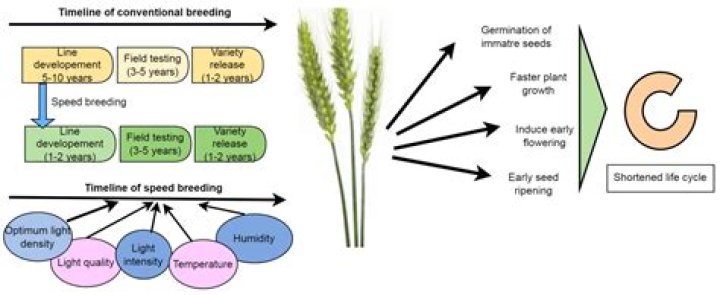 Unraveling The Secrets Of Sparkle Green: A Historical Journey