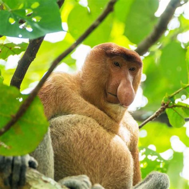 Unveil The Hidden World Of "Ugly Monkey Species": Discoveries And Insights