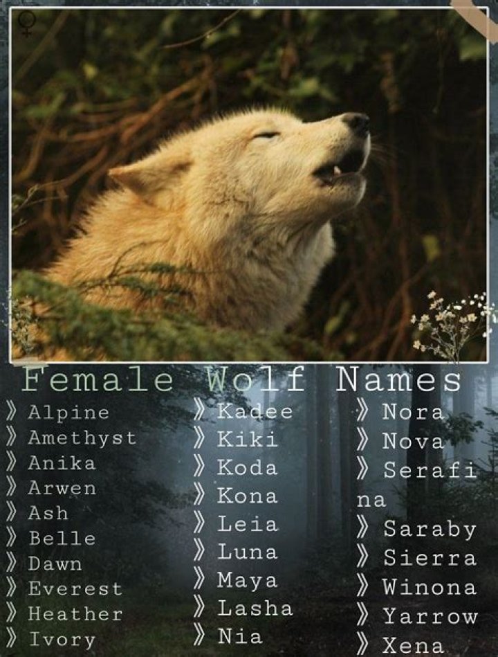 Unveiling Rare And Extraordinary Female Wolf Names