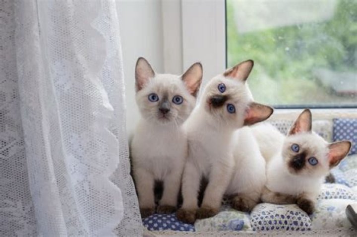 Unveiling The Enchanting World Of Seerat Kaur Mann: Discoveries And Insights