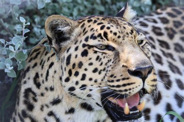 Unveiling The Enigmatic Miss Panthera: Discoveries And Insights