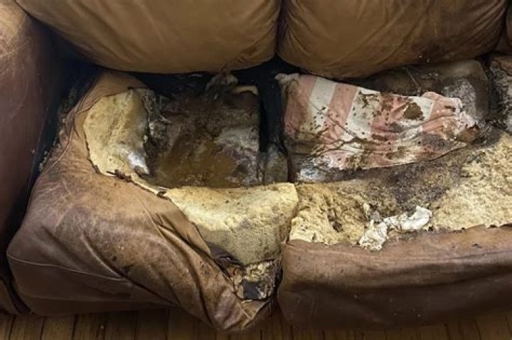 Unveiling The Enigmatic "Woman Melted To Couch": Insights And Discoveries