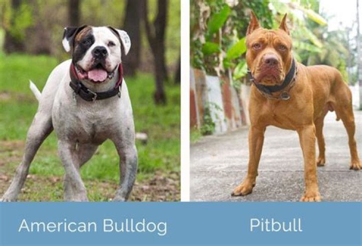 Unveiling The Miniature American Bulldog: A Journey Of Discovery