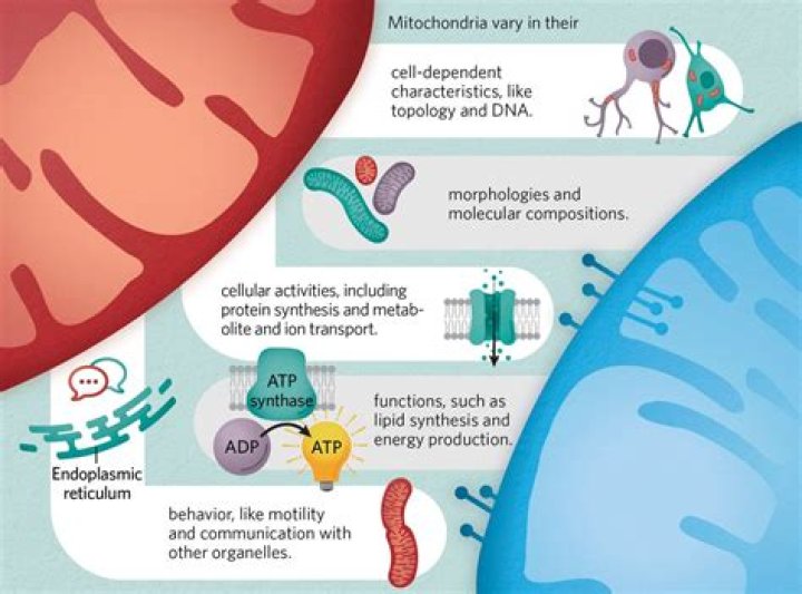 Unveiling The Multifaceted World Of Ignacio Serricchio's Wife