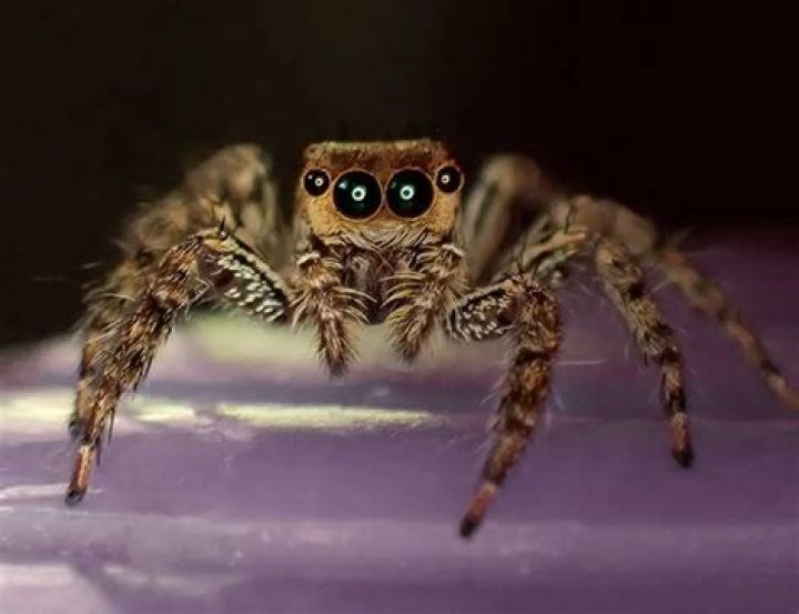 Unveiling The Private Life Of Nicola Cavani: Discoveries And Insights