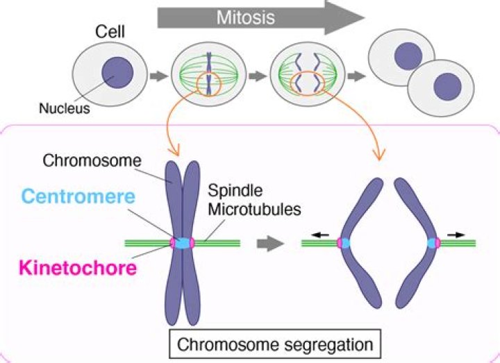Unveiling The Secrets Of Chromosome Movement In Cell Division