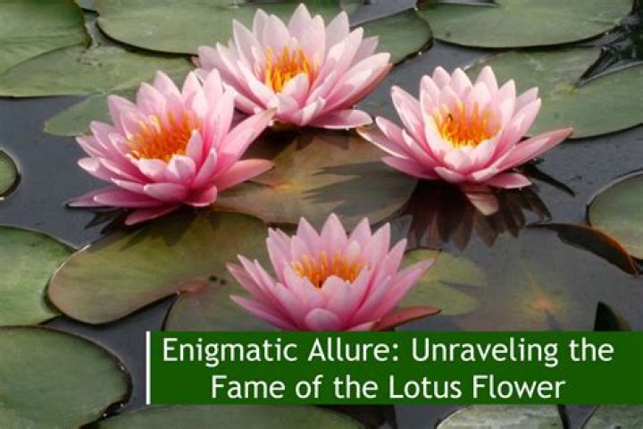 Unveiling The Secrets Of The Enigmatic Alpine Lotus Leaf Flower
