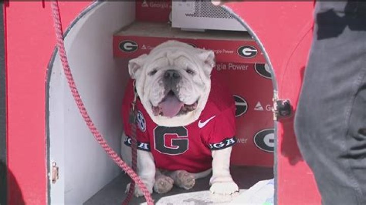 Unveiling The Secrets Of Uga Bulldog Dog: Discoveries And Insights