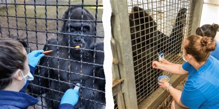 Unveiling Their Role In Gorilla Care