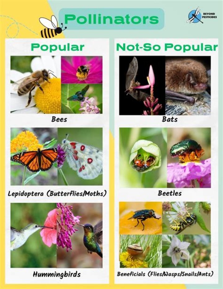 Your Guide To Saving Our Pollinators